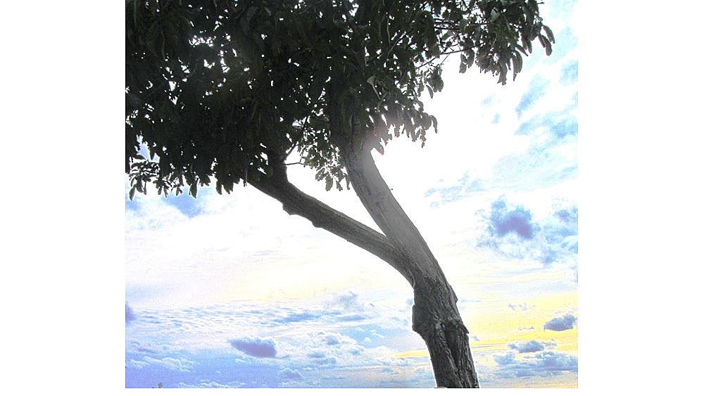 18032016 albero noce castellabate 18032016 albero noce castellabate