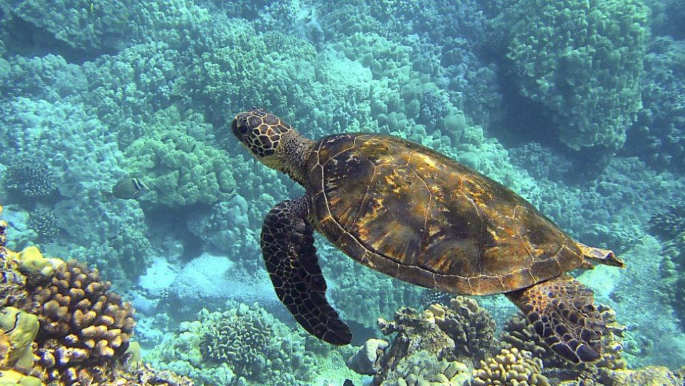 18042023 tartarughe marine 18042023 tartarughe marine