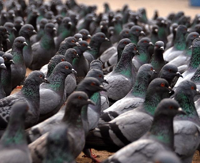 18052015 cibo ai volatili