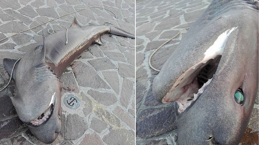 18052016 foto squalo