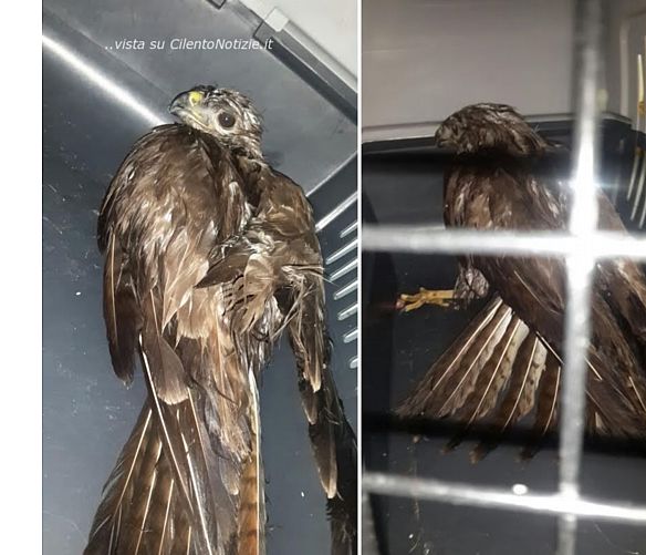 18052016 uccello poiana