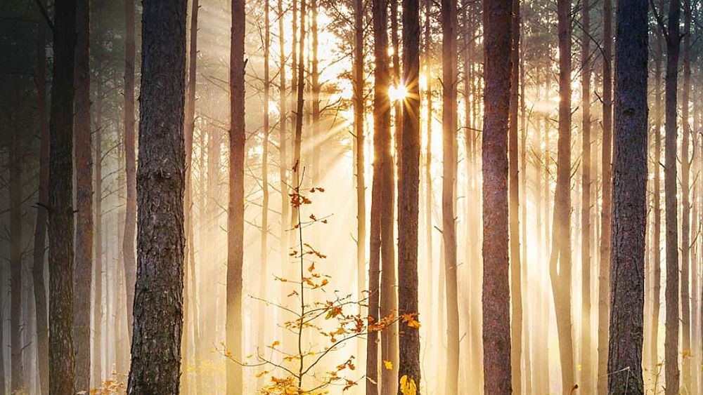 18052018 Bosco 18052018 Bosco