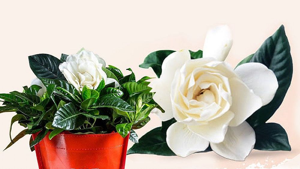 18052022 gardensia 2022