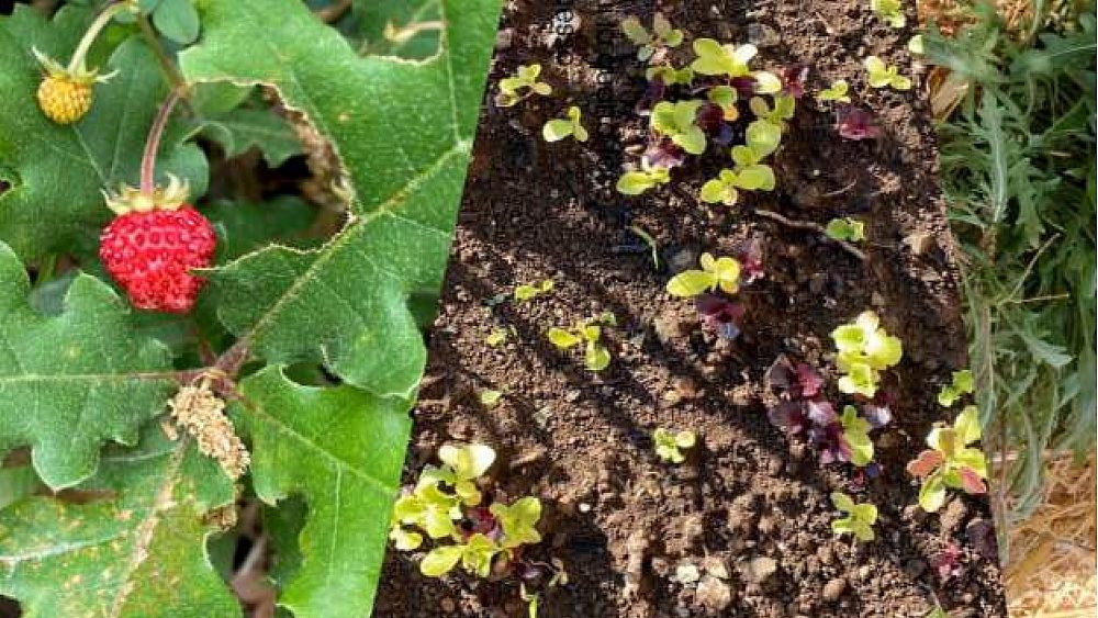 18052022 trentinara erratica