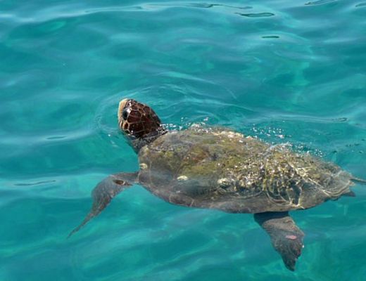 18072013 caretta caretta tartaruga