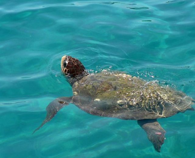 18072013 caretta caretta tartaruga