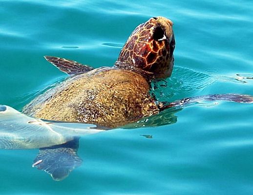 18072015 caretta caretta