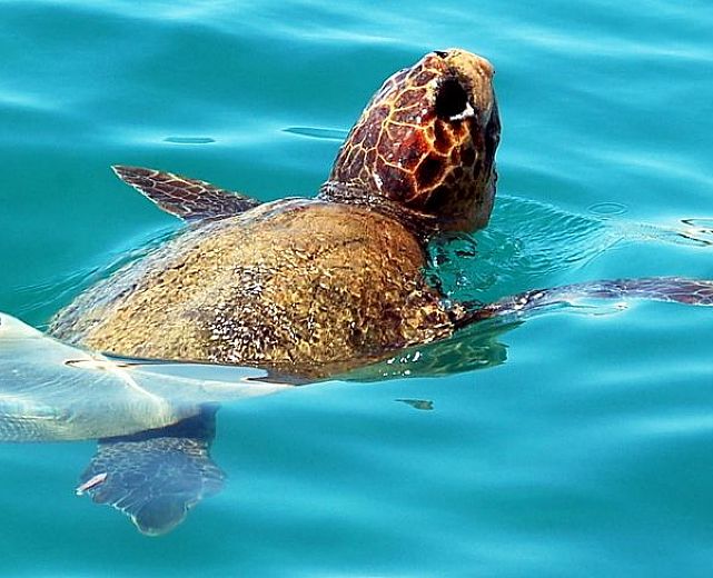 18072015 caretta caretta