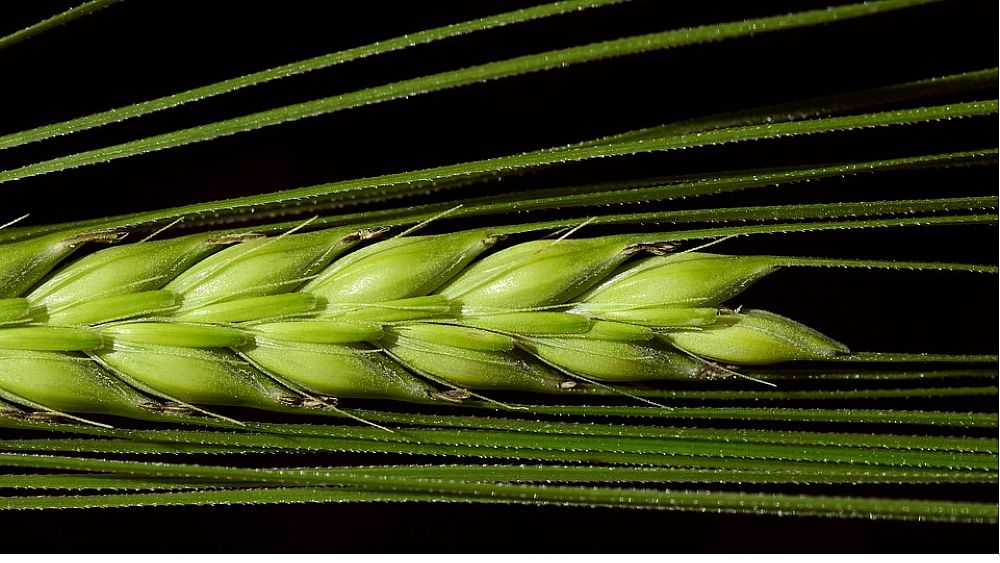 18072018 spiga verde