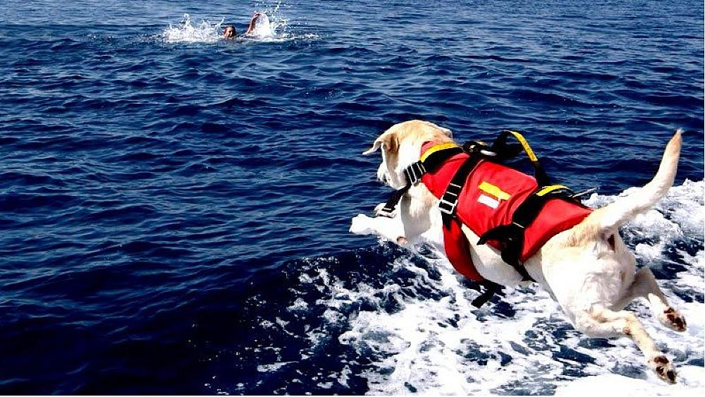 18072021 cane bagnino 18072021 cane bagnino