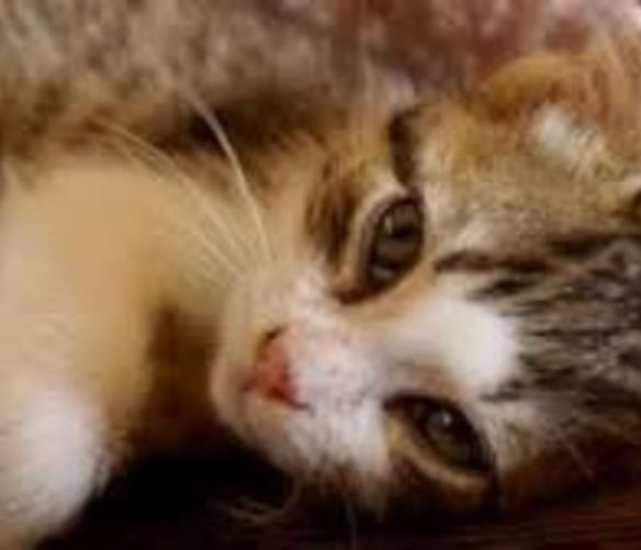 Marisa-Russo foto - 18082016 gattino