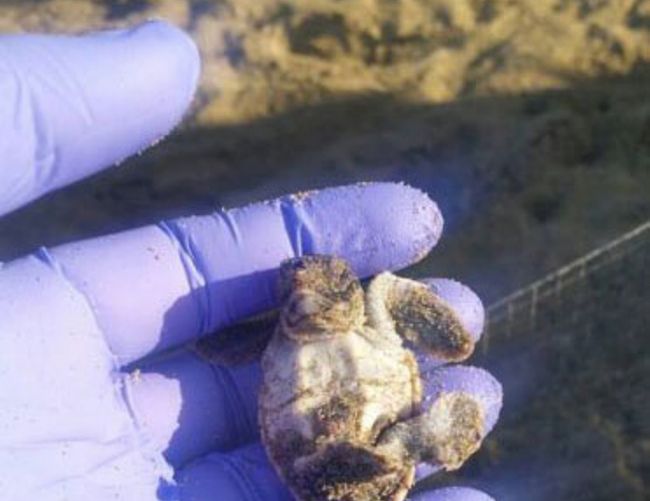 18082016 tartaruga albina bianca