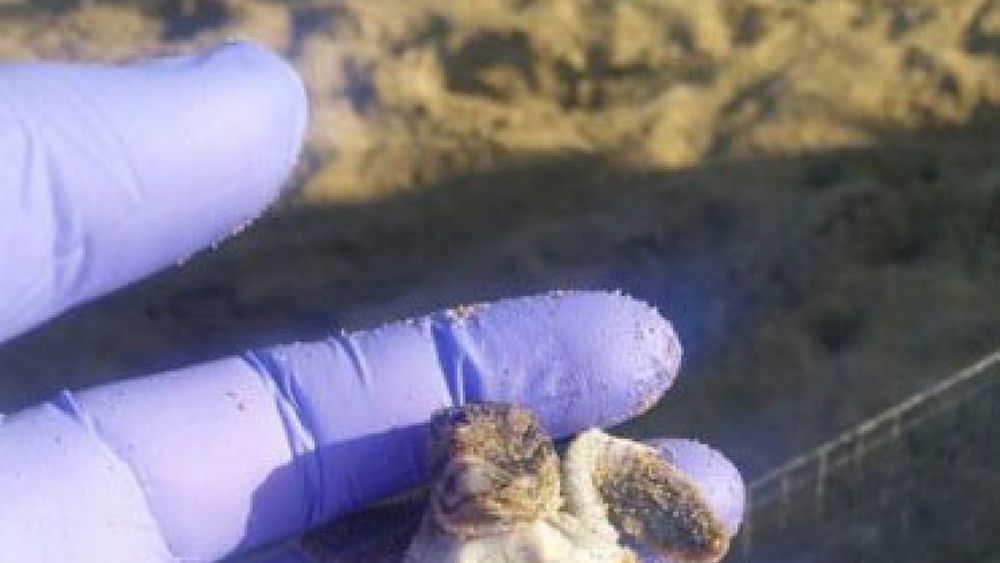 18082016 tartaruga albina bianca