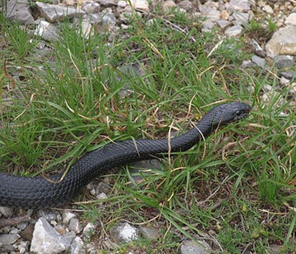 18082019 serpente biacco