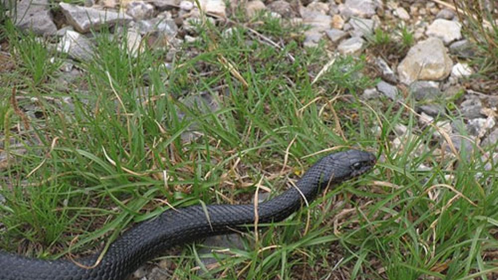 18082019 serpente biacco