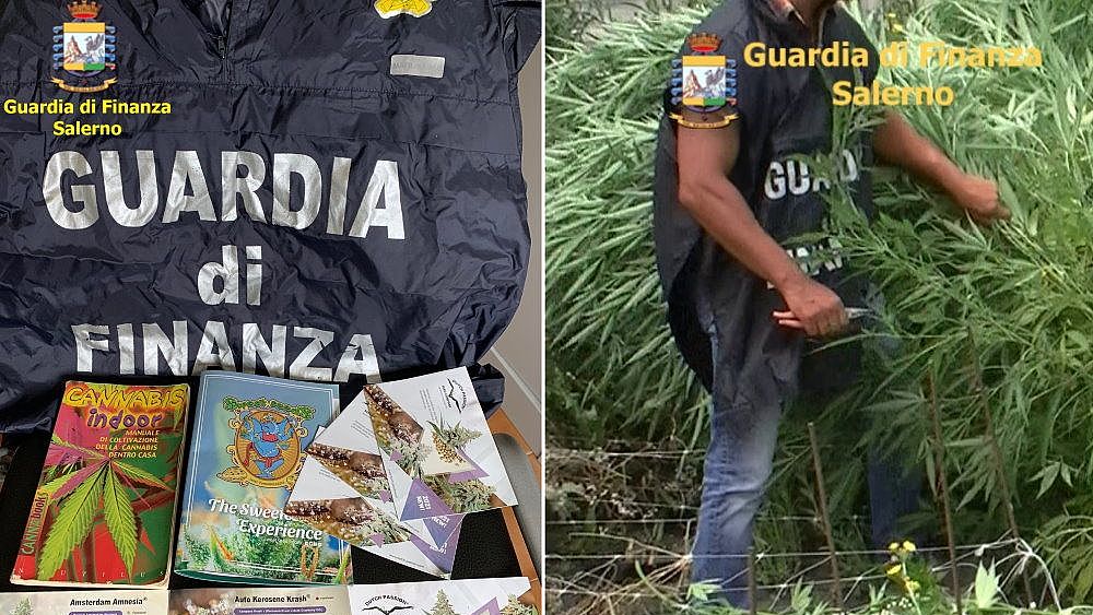 18082021 marijuana 3