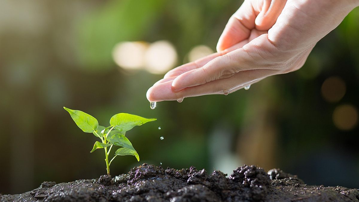18082025 piantare un albero 18082025 piantare un albero