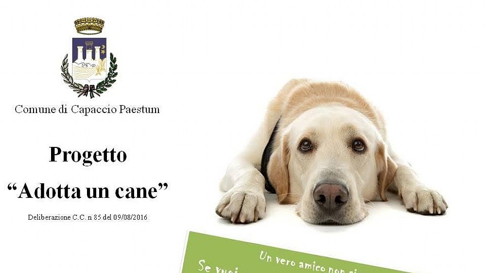 18102016 adotta un cane