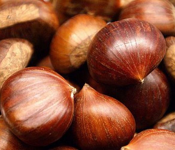 18102016 castagne cilento