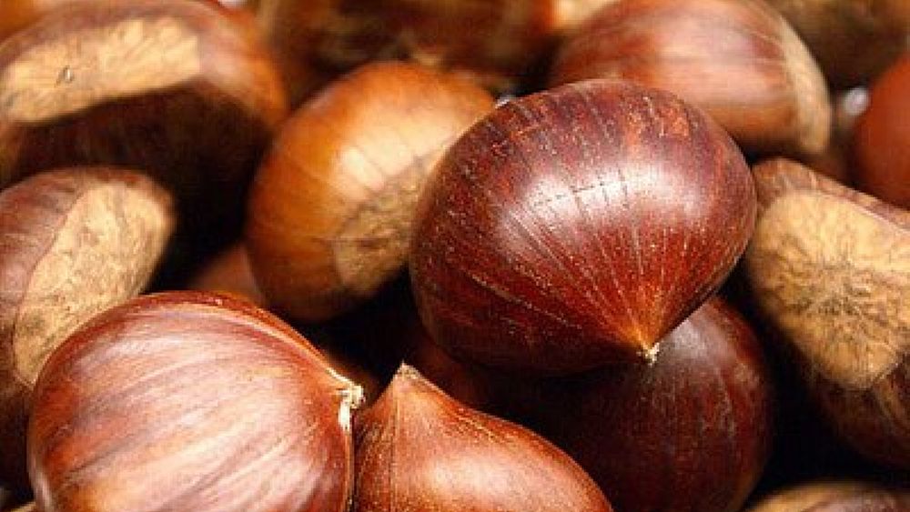 18102016 castagne cilento