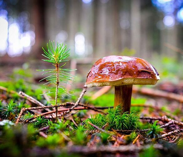 18102019 funghi