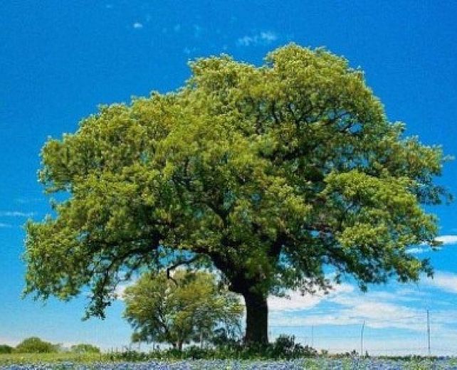 18112015 festa dell albero legambiente