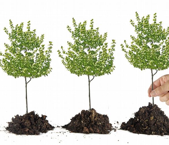 18112019 adotta un albero