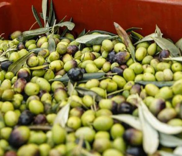 19012022 olio olive