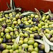 Economia foto - 19012022 olio olive
