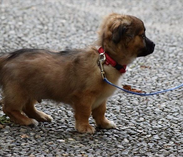 19032020 cagnolino guinzaglio