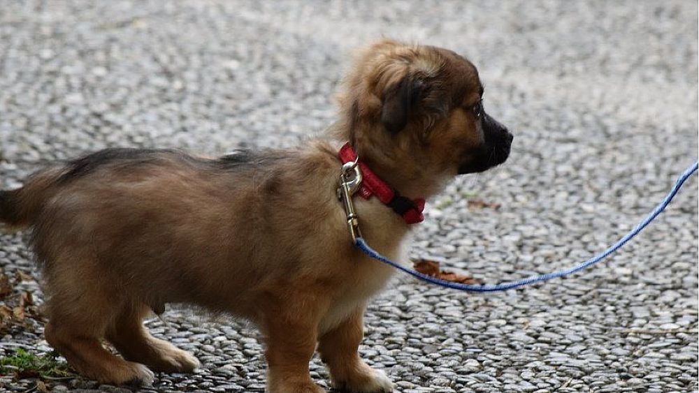 19032020 cagnolino guinzaglio