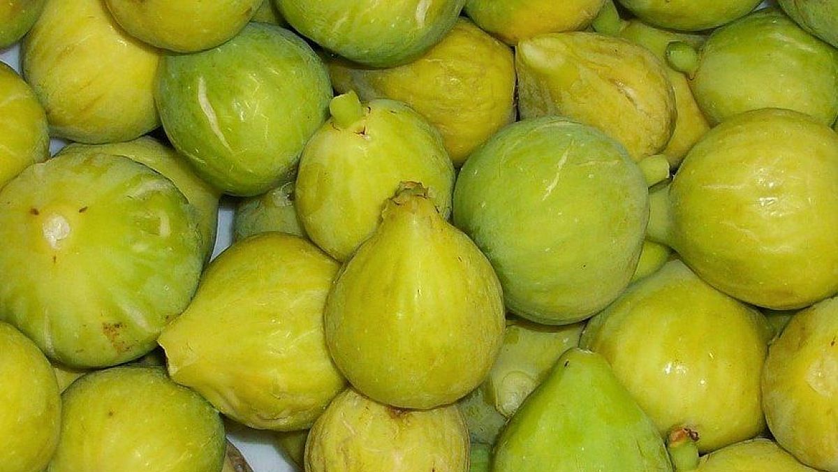 19032024 fico bianco dop 19032024 fico bianco dop