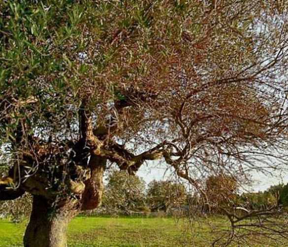 19042016 Xylella fastidiosa