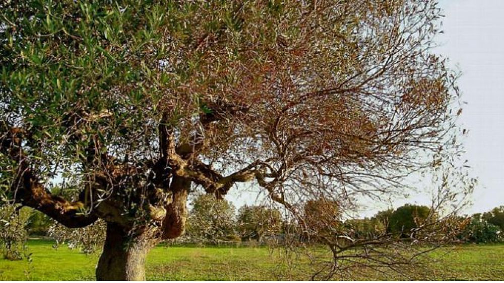 19042016 Xylella fastidiosa
