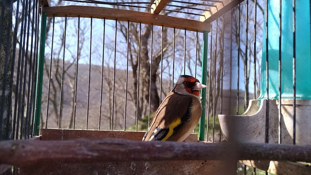 19042018 furto venatorio