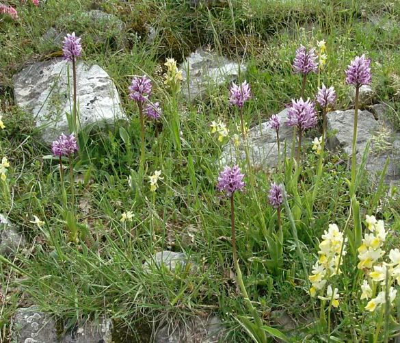 19052016 valle orchiedee sassano