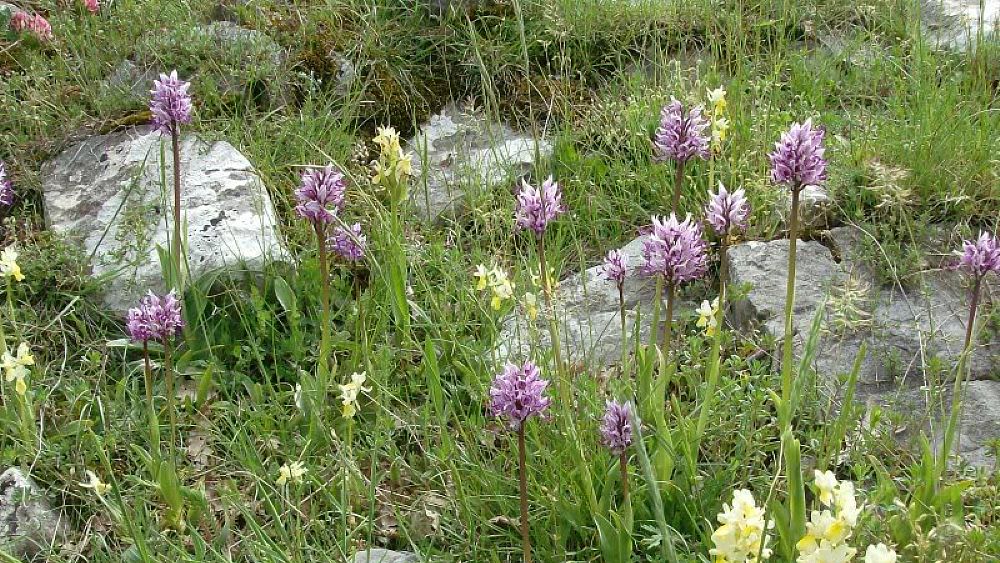 19052016 valle orchiedee sassano