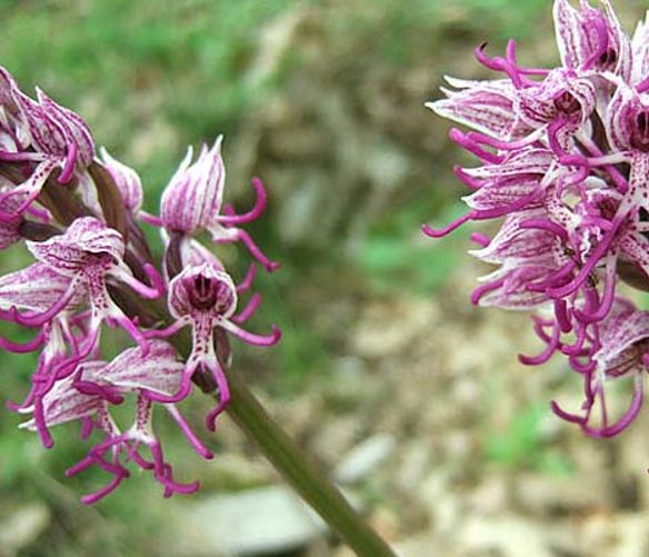 19052017 sassano orchidee