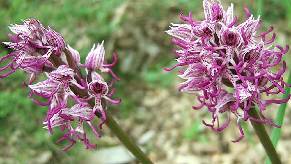 19052017 sassano orchidee