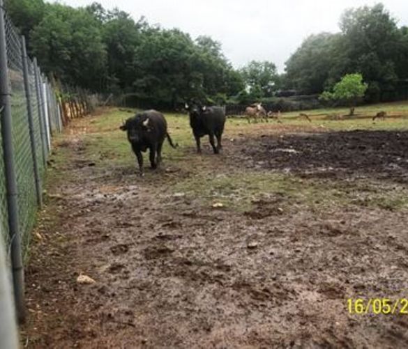 Paolo-Abbate foto - 19052018 semproniano 1