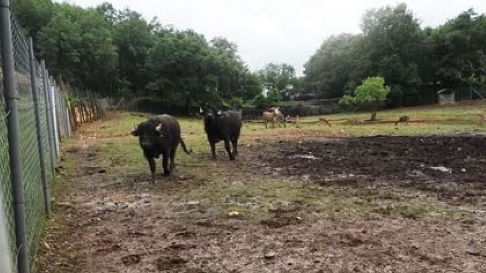 19052018 semproniano 1 19052018 semproniano 1