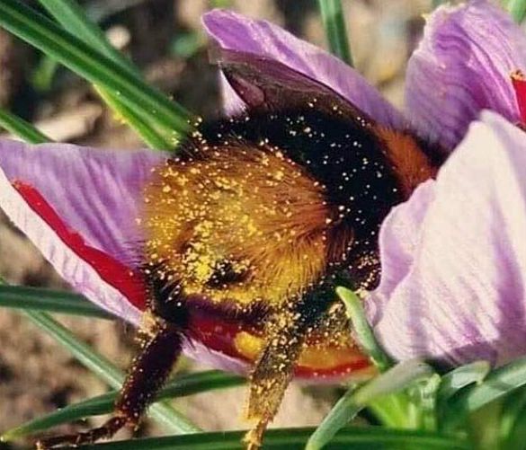 Floriana-Iuliano foto - 19052019 ape polline