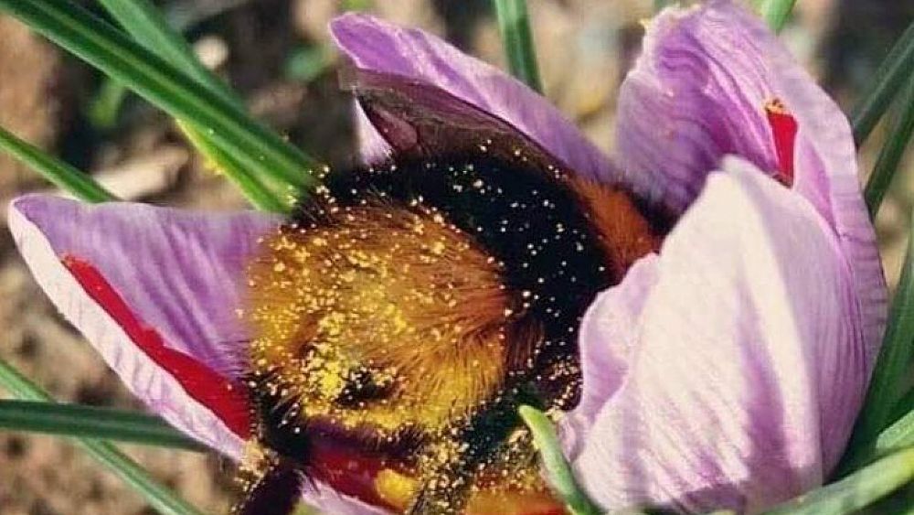 19052019 ape polline 19052019 ape polline