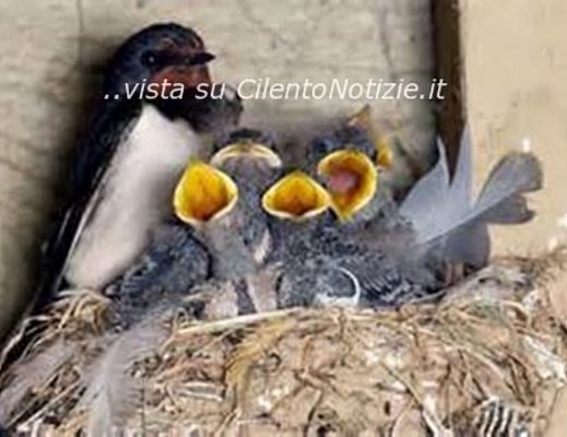 Paolo-Abbate foto - 19062013 nido uccelli