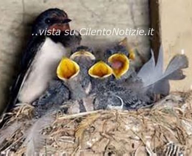 19062013 nido uccelli