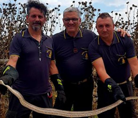 19062018 serpente vigili del fuoco
