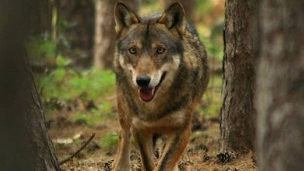 19072017 lupo nel Parco