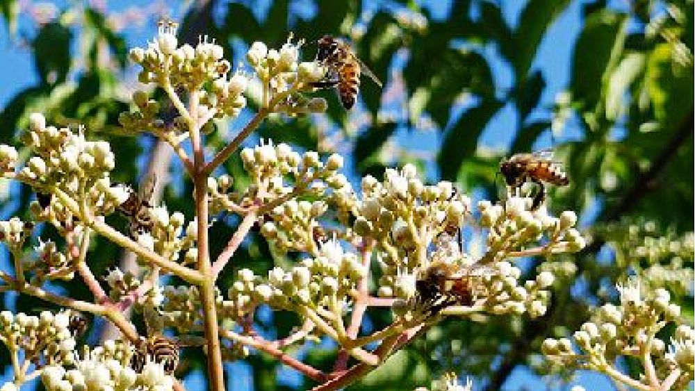 19082022 evodia albero del miele 19082022 evodia albero del miele