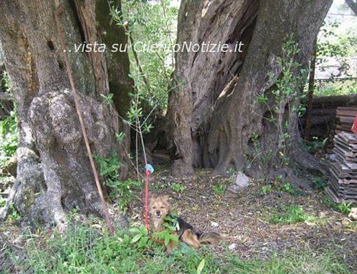 Paolo-Abbate foto - 19092013 articolo abbate 01