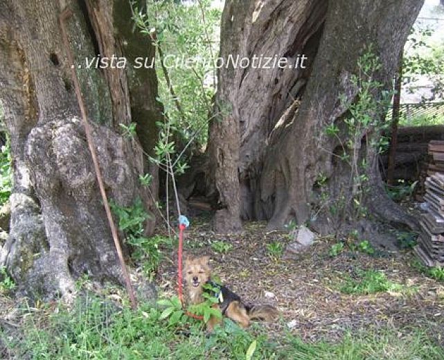 19092013 articolo abbate 01